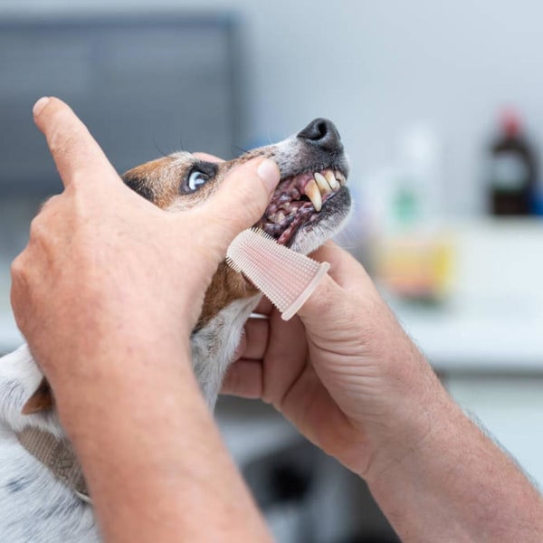 Mjuk silikon Pet Finger Tandborste Tandrengöringsmedel Hund Katt Tandrengöringsborste
