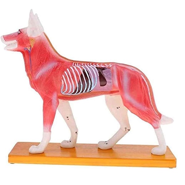 Anatomisk Hundmodel Akupunktur Anatomi Akupunkturmodel af Hundekroppen med 72 Akupunkturpunkter