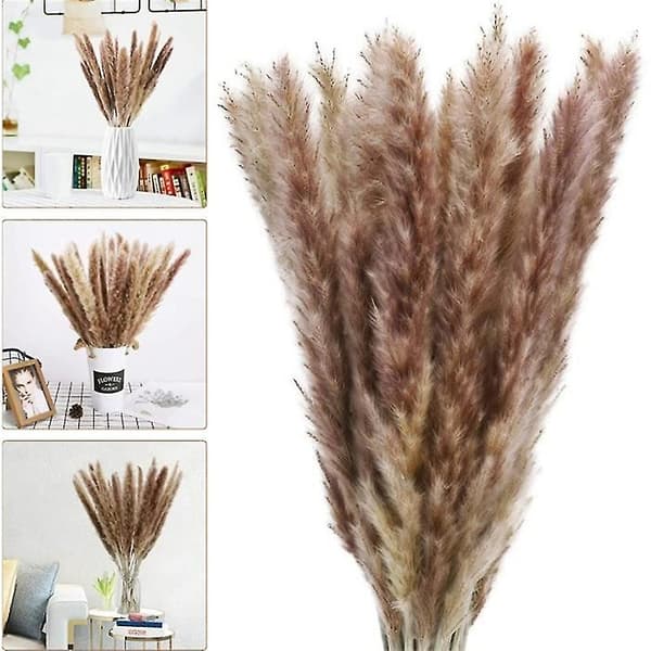 30 kpl Pampa-koriste Communis Phragmites Pampas Grass Large-e