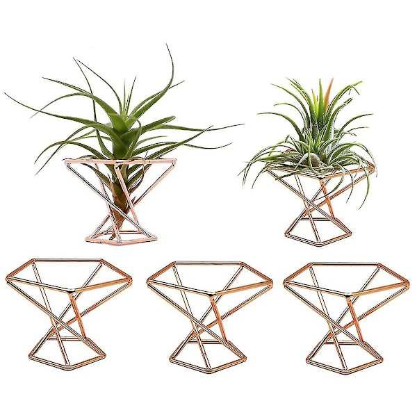 Pakke med 10 luftplanteholdere til luftplanter, Tillandsias-display, luftrensende plantebeholder, luft F