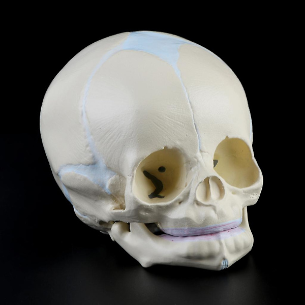 1: 1 Mänsklig Foster Baby Spädbarn Medicinsk Skalle Anatomisk Skelett Modell Undervisning Su