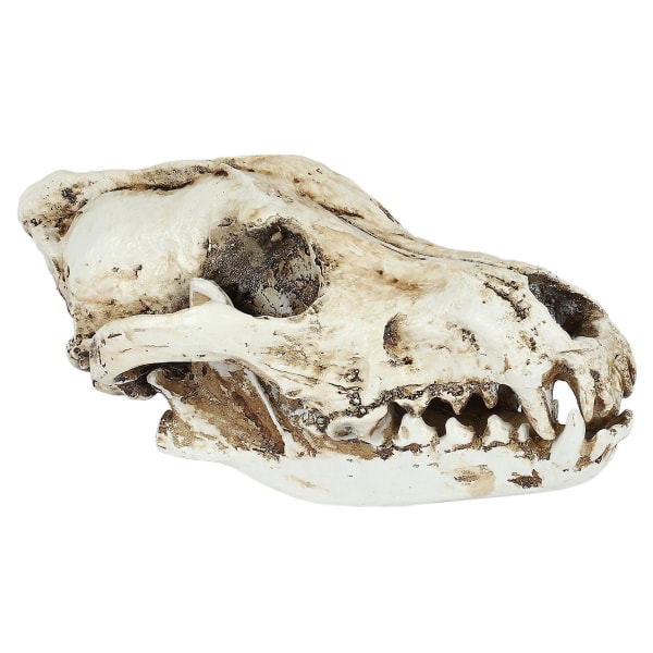 Resin Skull Replica Replica Teaching Skeleton Model Wolf Skull Decor