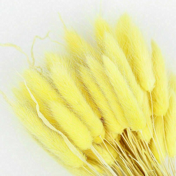 50 st Kaninsvans Gräs Kaninsvansar Torkade blommor Lagurus Ovatus Växtstjälkar Yellow