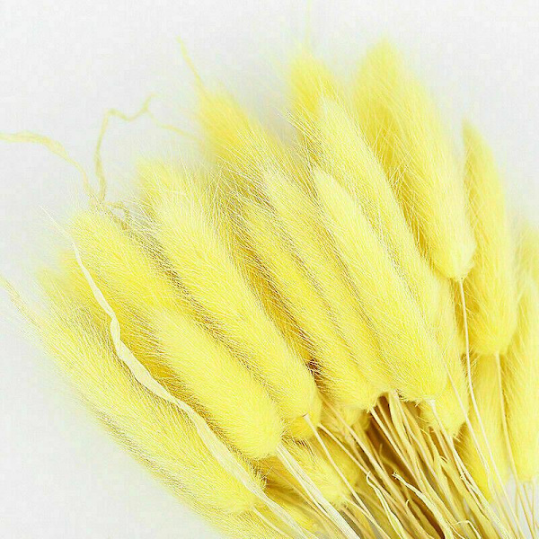 50 st Kaninsvansgräs Bunny Tails Torkade Blommor Lagurus Ovatus Växtstjälkar Yellow