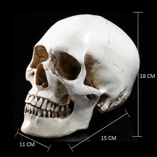 1:1 Människoskalle Modell Replika Harts Medicinsk Anatomisk Spårning Medicinsk Undervisning Skelett Halloween dekoration Staty