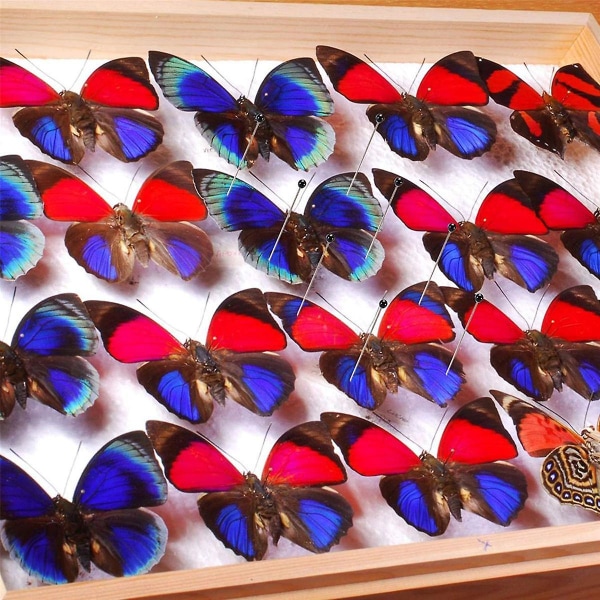 Insektsnålar i rostfritt stål, prov Entomologinålar Butterfly Collections Nålar Pack (500 stycken, 5 storlekar)