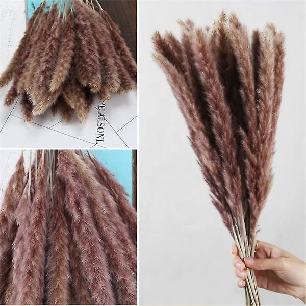 30 kpl Pampa-koriste Communis Phragmites Pampas Grass Large-e