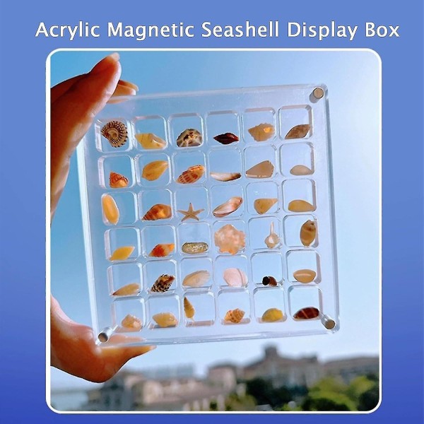 Akryl Magnetisk Seashell Display Box, Seashell Oppbevarings Box Display Case Dekorativ Seashell Sjøstjerne Trinket, Small Craft Organizer Container for Be 36 grids