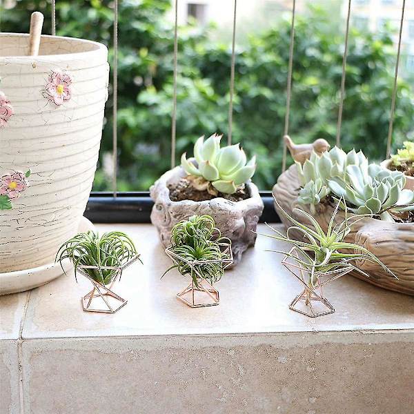 Pakke med 10 luftplanteholdere til luftplanter, Tillandsias-display, luftrensende plantebeholder, luft F