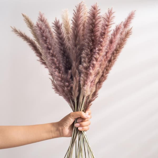 30 kpl Pampa-koriste Communis Phragmites Pampas Grass Large-e
