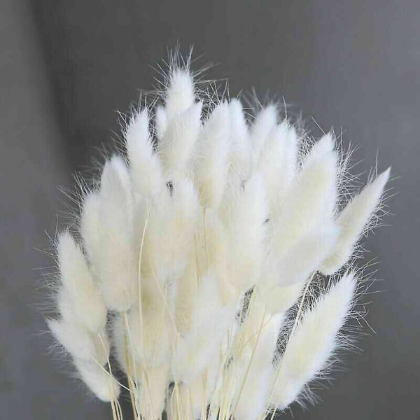 50 st Kaninsvans Gräs Kaninsvansar Torkade blommor Lagurus Ovatus Växtstjälkar White