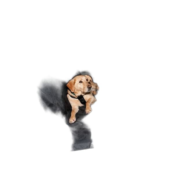 Bilskydd / Bilsätesskydd för hund 144x144cm