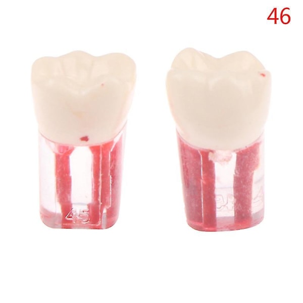 2 stk. Harpiks Dental Endodontisk tand Model Endo rodkanal Filer Pulp Practice