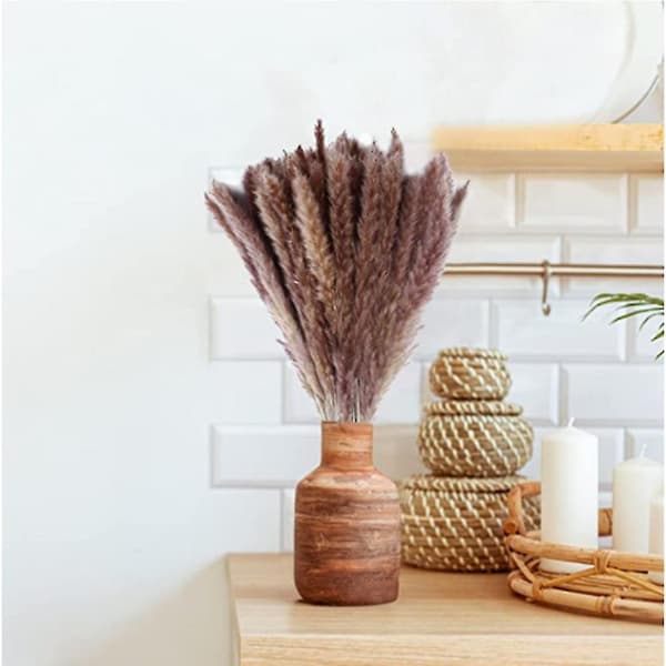 30 kpl Pampa-koriste Communis Phragmites Pampas Grass Large-e