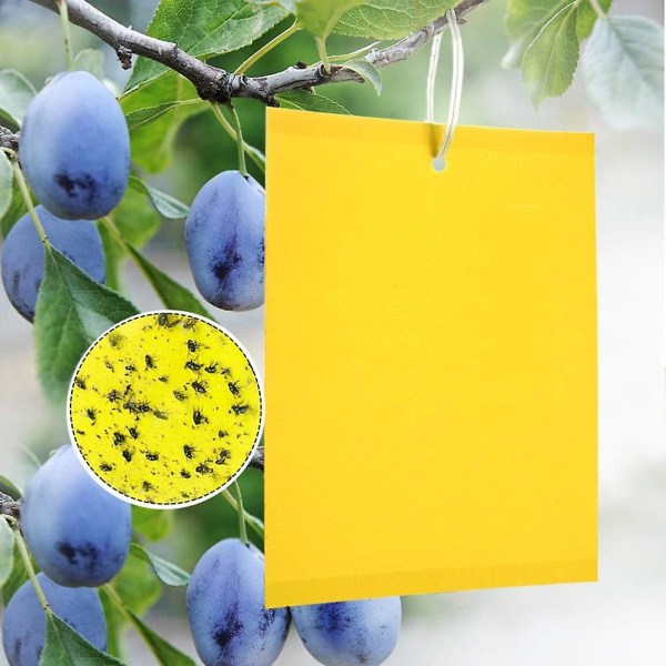 20 Stck Gelb-sticker, Gelbstecker Gegen Kirschfruchtfliege, Gelbfalle Fliegenfalle Fr Gartenarbeit Pflanzenschutz Und Schdlingsbekmpfung