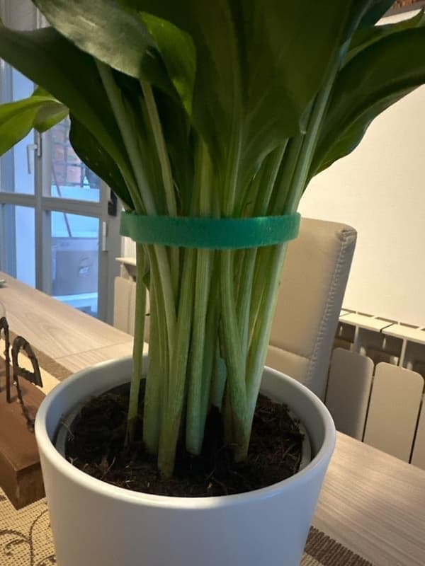 Grønt plante-bindebånd 3 ruller strækbart have-bindebånd stærk selvklæbende snor til træer, vinstokke, blomster og kabelorganisering