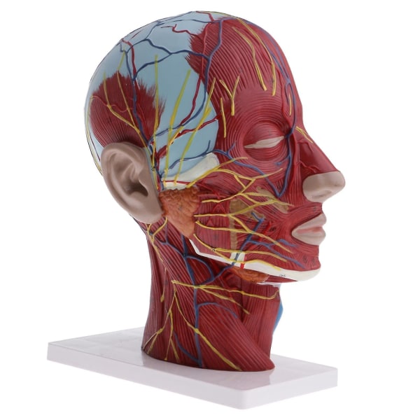 1:1 Ihmisen pään kaulan malli anatomia patsaan oppimistarvikkeet