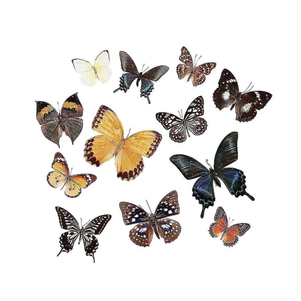 12 stk taksidermi sommerfugl, sommerfugl taksidermi umontert sommerfuglprøve, utsøkt samling av ekte sommerfugler