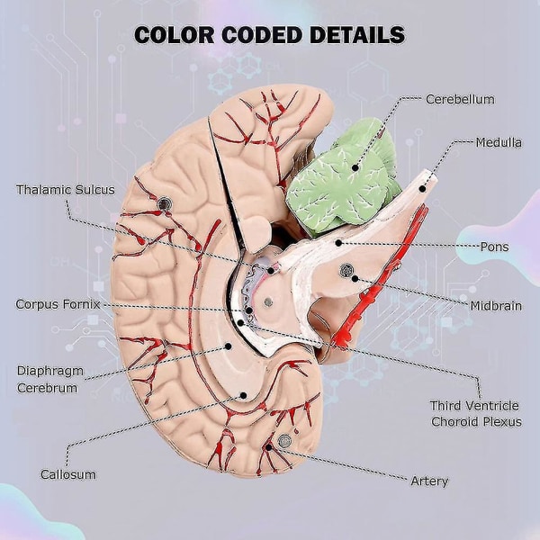 Menneskelig Hjerne, Livsstor Anatomisk Model af Menneskelig Hjerne med Displaybase, Til Videnskabelig Klasseværelsesstudie Te-yujia