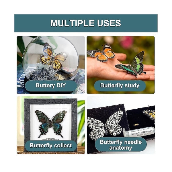 12 kpl Taxidermy Butterfly, Butterfly Taxidermy Kiinnittämätön perhosnäyte, Hieno kokoelma oikeita perhosia