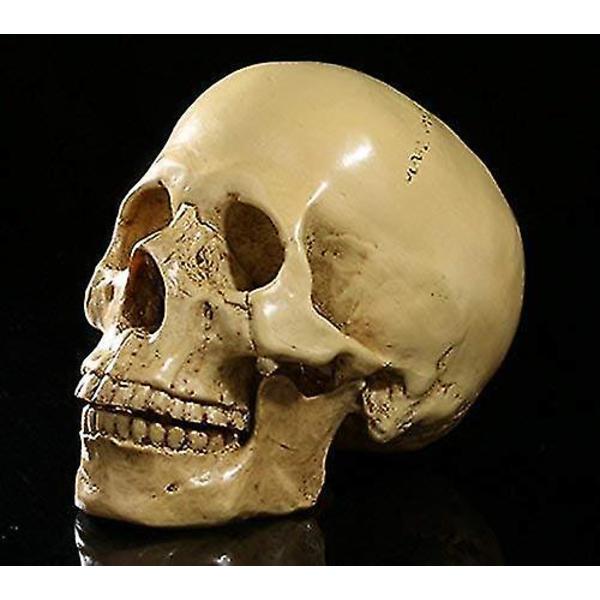1:1 Människoskalle Resinmodell Anatomisk Skelett
