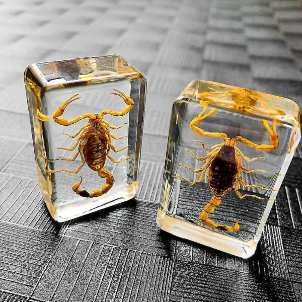 Hyönteisten keinotekoinen meripihka Scorpion johanneksen näytteen koristelu  d8fb | Fyndiq