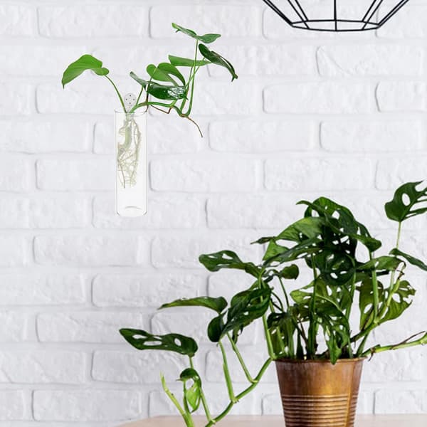 2 st väggvaser Väggblomhållare Glasbehållare Blomkruka Glas Robust Väggmonterad Vas