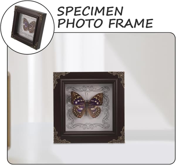 Innrammet sommerfugleksemplar Display Sommerfugleksemplar Innrammet sjarmstil