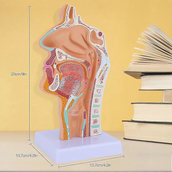 Anatomisk modell av nesehule, svelg og strupehode - Menneskelig anatomisk svelg og strupehodemodell for studenters studie og visning