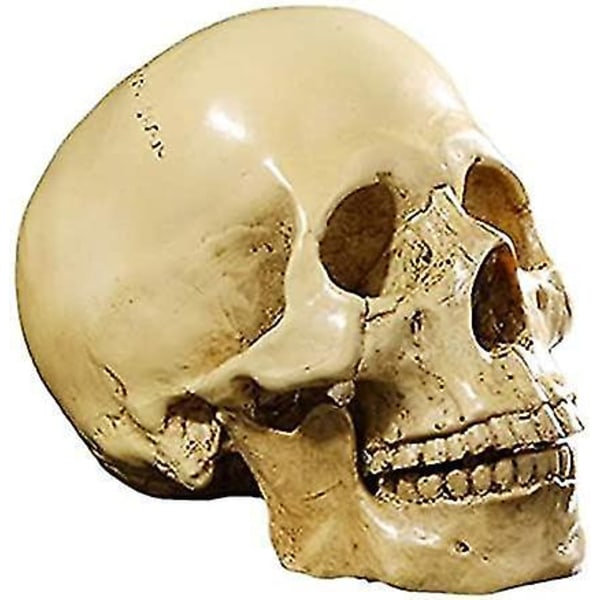 1:1 Human Skull Resin Model Anatomisk Skelet