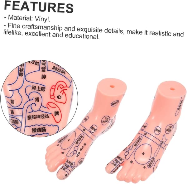 Fodakupunkturmodelpar til massage og undervisning Anatomisk fodmassagemodel