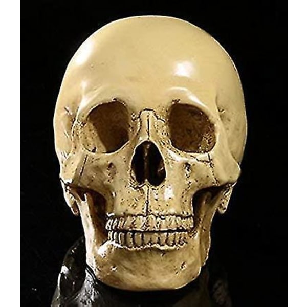 1:1 Human Skull Resin Model Anatomisk Skelet