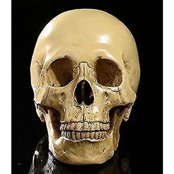 1:1 Människoskalle Resinmodell Anatomisk Skelett