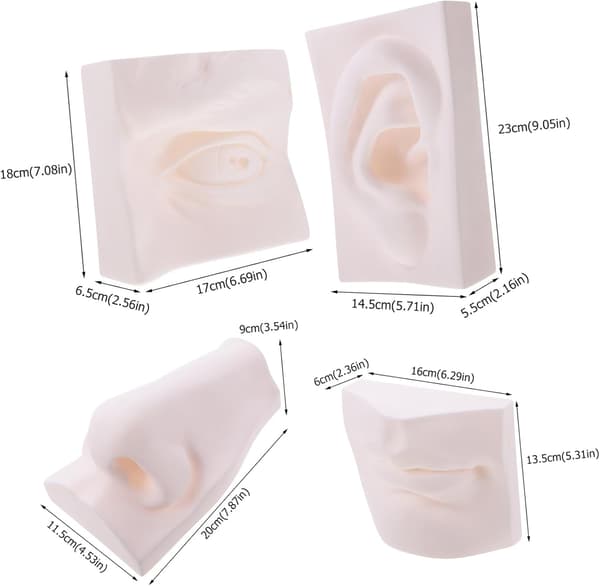 Robust PVC-skulpturset för sinnesorgan för skissövning, 4 st anatomisk ritmodell