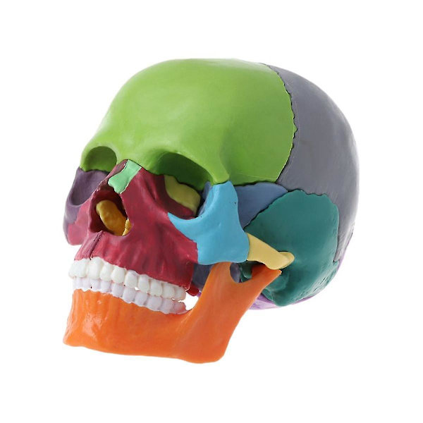 15 delar/set Skallemodell Demonterad Färgad Skalle Anatomisk Modell Avtagbar Läromedel
