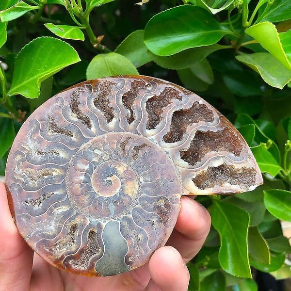 2 stk Madagaskar fossiler, iriserende ammonittprøver