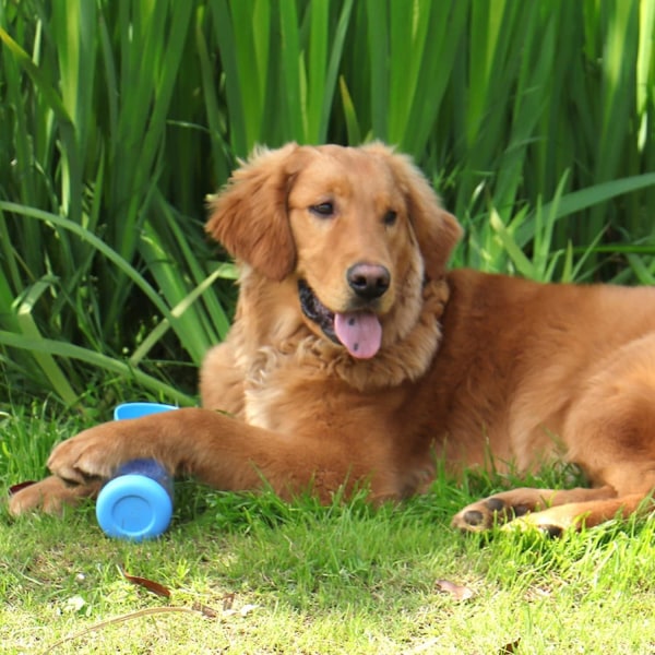 Hundevandflaske, 330ml Hunderejsevand Bærbar Hundevandflaske Pet
