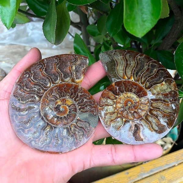 2 stk. Madagaskar Fossiler Iridescent Ammonit Prøve