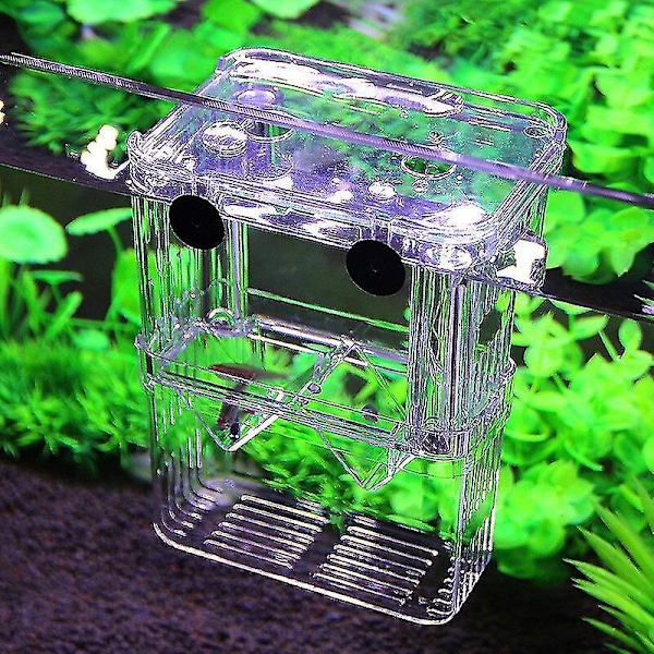 Fiskeyngel Isolation Box Inkubator Akvarium Tilbehør