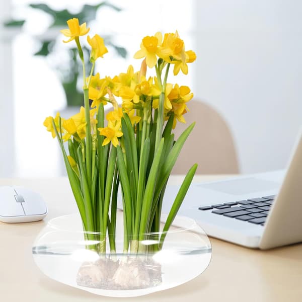 Växtvas Suckulenta Krukor för Växter Blomkrukor för Inomhusväxter Planteringskrukor