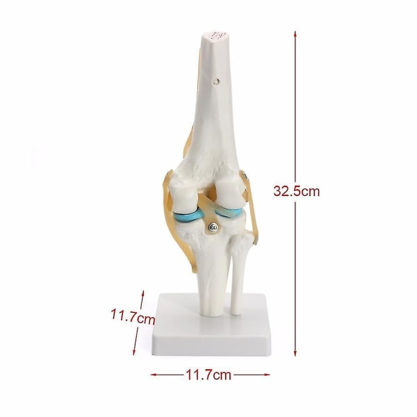 Ihmisen anatomian luuranko luonnollisen kokoinen polvinivelen anatomisen mallin