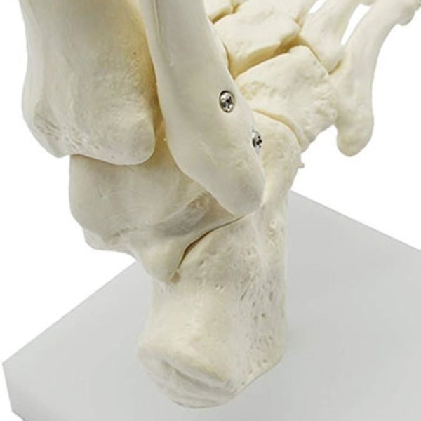 1:1 Ihmisen luuranko Jalan anatomian malli jalka ja nilkka anatomisella mallilla anatomian opetusresurssi-yuhao