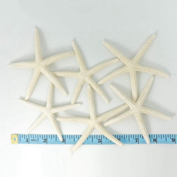 24 kpl White Finger Starfish 5-10cm Koristeellinen viiden sormen meritähti-yuhao