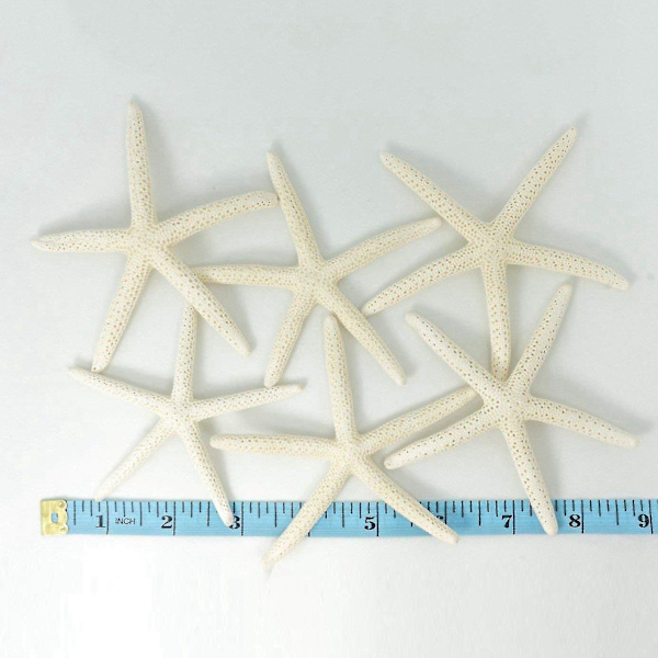 24 stk Hvite Finger Sjøstjerner 5-10cm Dekorative Fem-finger Sjøstjerner-yuhao