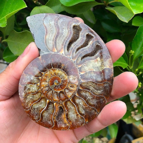 2 stk Madagaskar Fossiler iriserende ammonitprøve