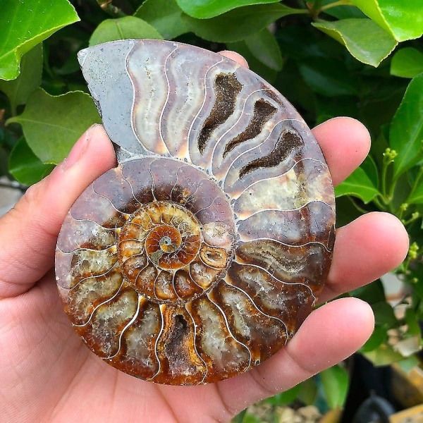 2pcs Madagascar Fossils Iridescent Ammonite Specimen