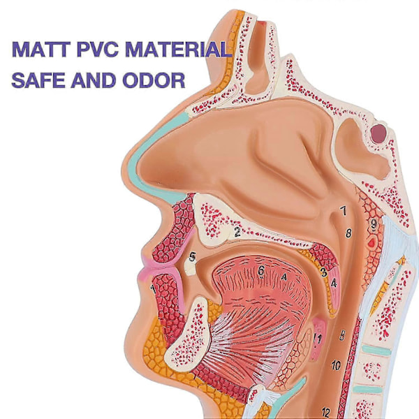 Anatomisk modell av nesehule, svelg og strupehode - Menneskelig anatomisk svelg og strupehodemodell for studenters studie og visning
