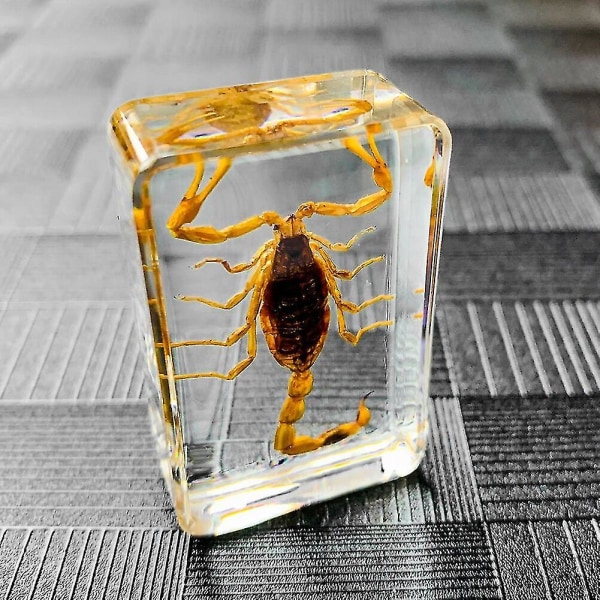 Hyönteisten keinotekoinen meripihka Scorpion johanneksen näytteen koristelu  d8fb | Fyndiq