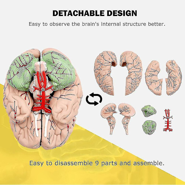 Menneskelig Hjerne, Livsstor Anatomisk Model af Menneskelig Hjerne med Displaybase, Til Videnskabelig Klasseværelsesstudie Te-yujia