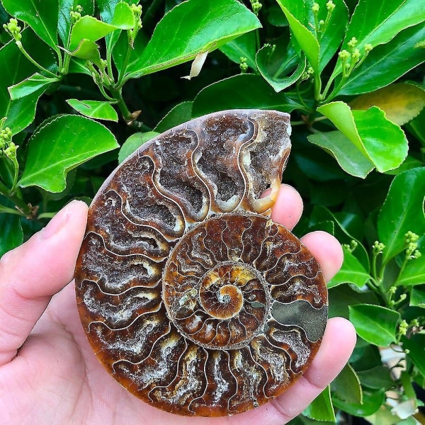 2 stk. Madagaskar Fossiler Iridescent Ammonit Prøve